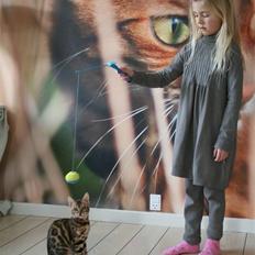 Bengal Fancy Style