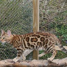 Bengal Fancy Style