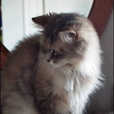 Blanding af racer Pjuske