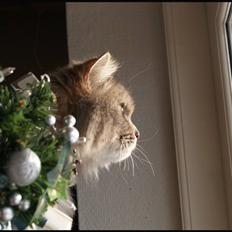 Blanding af racer Pjuske