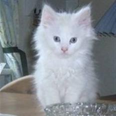 Norsk Skovkat Snowball- R.I.P -(-@