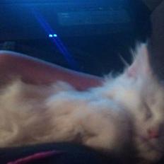 Norsk Skovkat Snowball- R.I.P -(-@