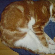 Huskat Desmo *VÆK :'(*