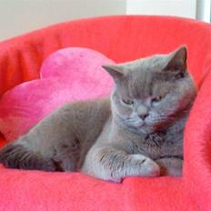 British Shorthair Zenia