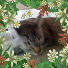 Blanding af racer Felix