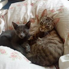 Blanding af racer Felix