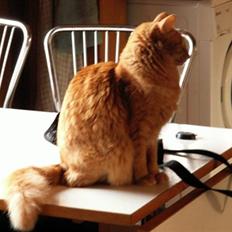 Orientalsk Langhåret Silke