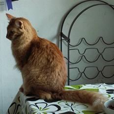 Orientalsk Langhåret Silke