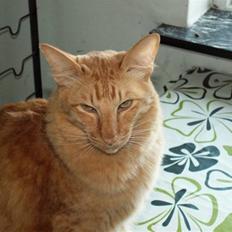 Orientalsk Langhåret Silke