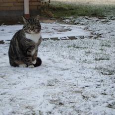 Blanding af racer Mis *minde*