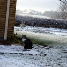 Blanding af racer Mis *minde*