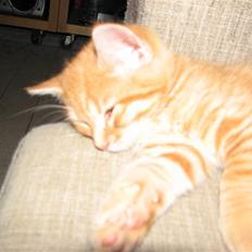 Blanding af racer Garfield