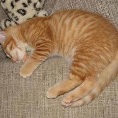 Blanding af racer Garfield