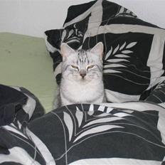 Blanding af racer Tiger