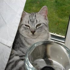 Blanding af racer Tiger