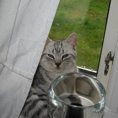 Blanding af racer Tiger