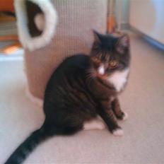 Huskat Felix R.I.P VIL SAVNES!!