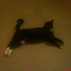 Huskat Felix R.I.P VIL SAVNES!!