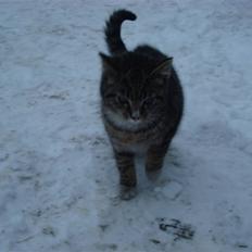 Blanding af racer Junior *RIP*