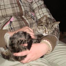 Blanding af racer Junior *RIP*