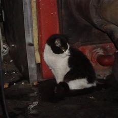 Blanding af racer Trine *Væk* :'(