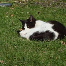 Blanding af racer Trine *Væk* :'(