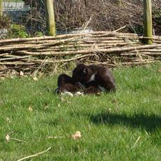 Blanding af racer Blacki *væk*