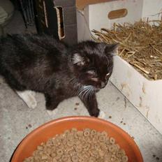 Blanding af racer Blacki *væk*