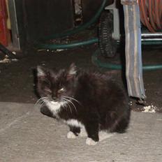 Blanding af racer Blacki *væk*