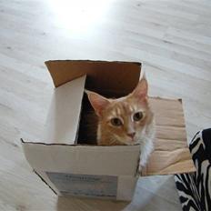 Maine Coon Columbine - Bine