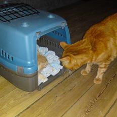 Maine Coon Columbine - Bine