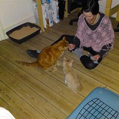 Maine Coon Columbine - Bine