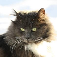 Blanding af racer Bamse (hjemmeboende)