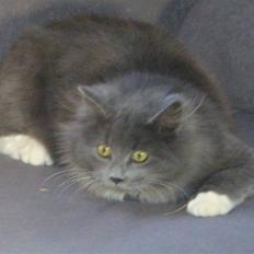 Blanding af racer Bamse (hjemmeboende)