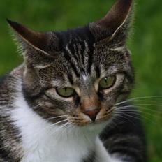 Blanding af racer Futte (Hjemmeboende)