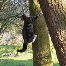 Blanding af racer Futte (Hjemmeboende)