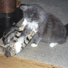 Blanding af racer Futte (Hjemmeboende)