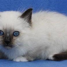 Hellig Birma Backkara's Rainbow.