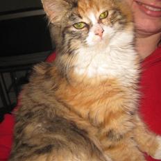 Blanding af racer Lille mis