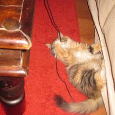 Blanding af racer Lille mis