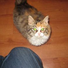 Blanding af racer Lille mis