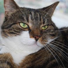 Blanding af racer Manda