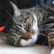 Blanding af racer Manda