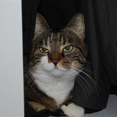 Blanding af racer Manda