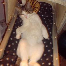 Huskat George Clooney