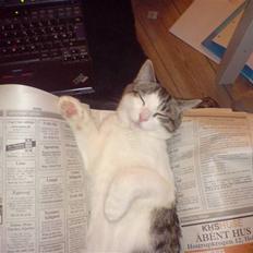 Huskat George Clooney