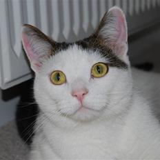 Blanding af racer Figaro