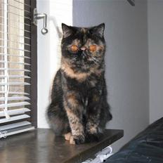 Exotic Coco Chanel *Joynes Nesbi