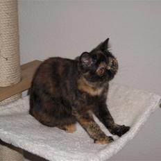 Exotic Coco Chanel *Joynes Nesbi