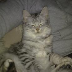 Blanding af racer MOLLY - R.I.P d. 01.01.11